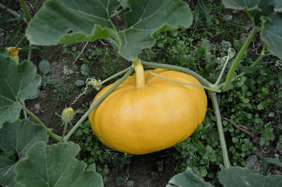 BDSresolve Rushian pumpkin seeds PACK OF 67 Seed(67 per packet)