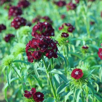 CYBEXIS Sweet William Black Magic Seeds - Dianthus barbatus Seed(50 per packet)