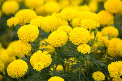 Eni marigold/gende ka phool flower seeds Seed(75 per packet)