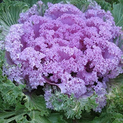 WILLVINE AGRI -XII Ornamental Kale Flowering Cabbage [10g] Seed(3000 per packet)