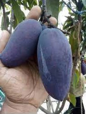 AAM Black mango fruit seeds highest yield Verity very testy fruit 1pc seed Seed(80 g)