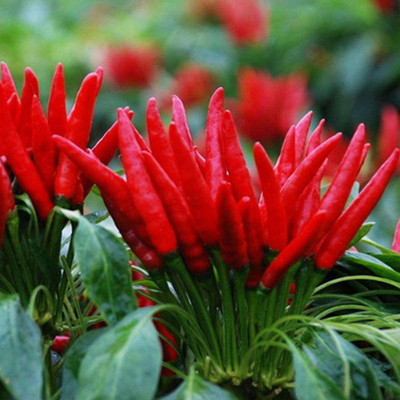 CYBEXIS Hardy Red Chilli Pepper Seeds1200 Seeds Seed(1200 per packet)