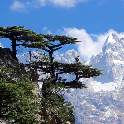 DeodarSeeds Devdar, Himalayan cedar, Cedrus Deodara Seed(20 per packet)