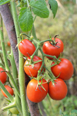 Nema tomato Seed(135 per packet)