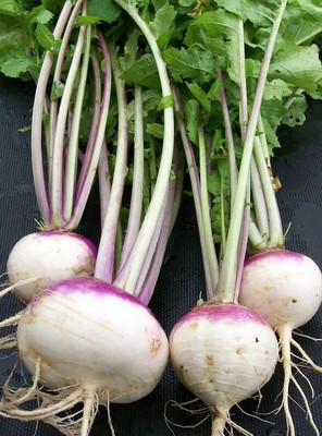 Avysa White Purple Ball Turnip/Shalgam Seed(100 per packet)