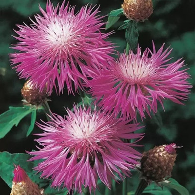 Aro Cornflower Seed(25 per packet)