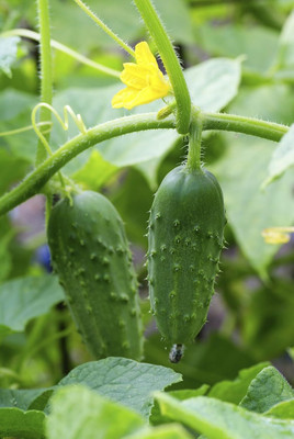 KNESSiN Cucumber Seed(200 per packet)