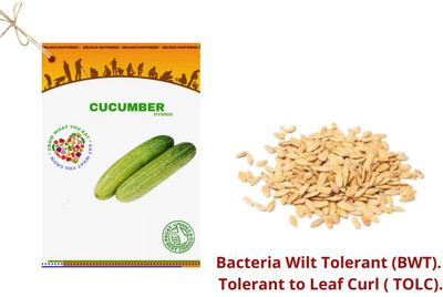 VibeX ® VLR-840 Green Cucumber Hybrid Seeds Seed(200 per packet)
