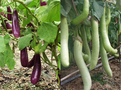 SimXotic Combo of 2 Type Brinjal Hybrid Seeds Seed(30 per packet)