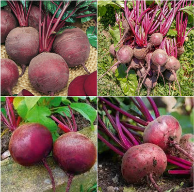 Arshiayat Beetroot seeds for farming Seed(74 per packet)