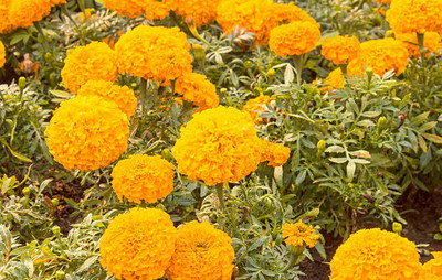 VERDOR marigold/gende ka phool flower seeds Seed(75 per packet)