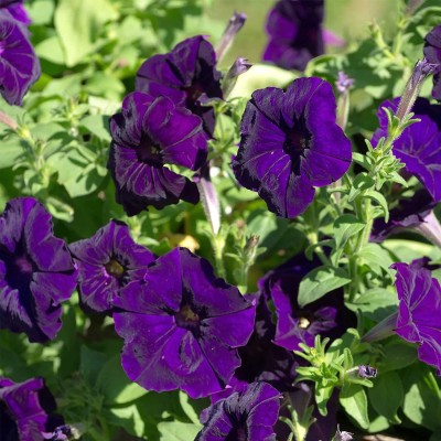 CYBEXIS HUA-82 - Petunia - Madness Series Flower Garden Deep Purple Blooms (180 Seeds) Seed(180 per packet)