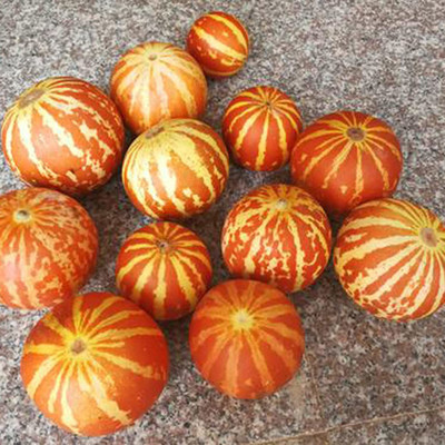 CYBEXIS Pumpkin Seed(100 per packet)