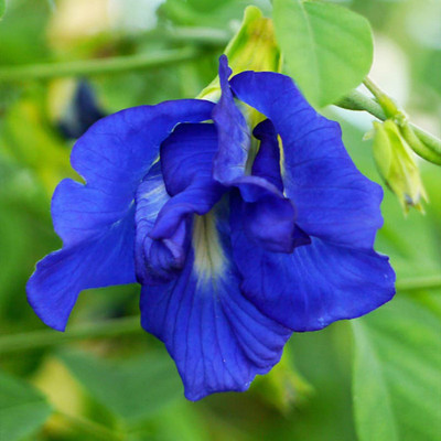 SeeGreen Aparajita Double Mixed Seeds All Color, Butterfly Pea Seeds, Clitoria Ternatea Seed(15 per packet)