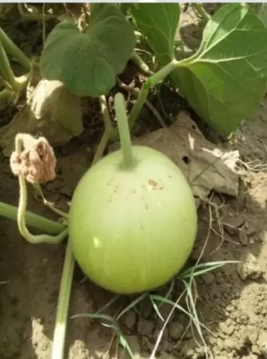 Chalisa Agencies Bottle Gourd round, Kaddu, Lauki Seed(100 per packet)