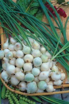 Qualtivate AXL-1AT Heirloom Silverskin Paris Onion Seeds Seed(500 per packet)