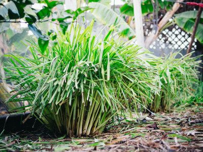 Quentova लेमन ग्रास/Lemon grass (Cymbopogon citratus)-VIC-8O Seed(25 per packet)