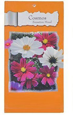 VibeX VXI-53 - COSMOS-SENSATION-MIXED-Flower - (90 Seeds) Seed(90 per packet)