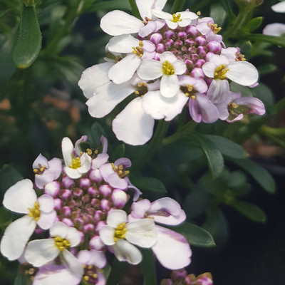 CEZIUS Iberis Pink Ice Candytuft Seed(60 per packet)