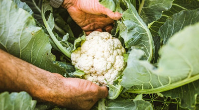 Aywal HIGH QUALITY Cauliflower Seed(350 per packet)