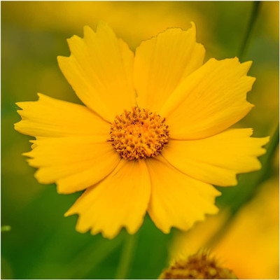 WILLVINE ™ Moist Area Wildflower-2000 SEEDS Seed(2000 per packet)