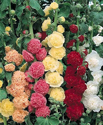 LIFELEX Hollyhock Double Mix Seed - For Home Gardens Seed(21 per packet)
