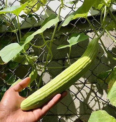 Qualtivate HXL-7AT Hybrid Long melon kakdi kakri Seed(200 per packet)