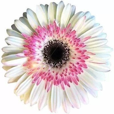 MAA Chrysanthemum Seed(30 per packet)