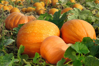 the green dotcom Yellow Pumpkin Seeds For Planting Seed(240 per packet)