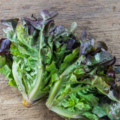 VibeX ® VXI-663 Lettuce Red Oakleaf Seed(200 per packet)