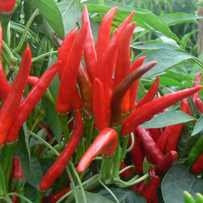 CYBEXIS F1 Hybrid Red Chili Seeds-250 Seeds Seed(250 per packet)