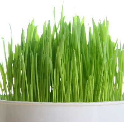Aywal Organic Wheat Grass Seed(1500 per packet)