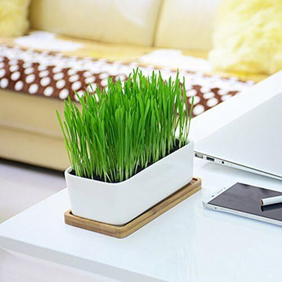 KNESSiN Rich in Nutrients Pets Wheat Grass for Digestion Hairballs Seeds-(40000 Seeds) Seed(40000 per packet)