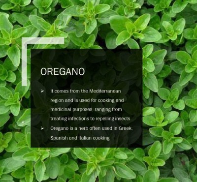 CYBEXIS OREGANO SEEDS(1000 Seeds) Seed(1000 per packet)