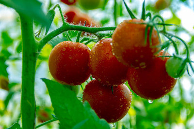 manushya life tomato Seed(100 per packet)