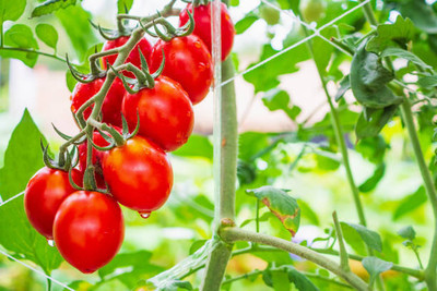 Tastism tomato Seed(70 per packet)