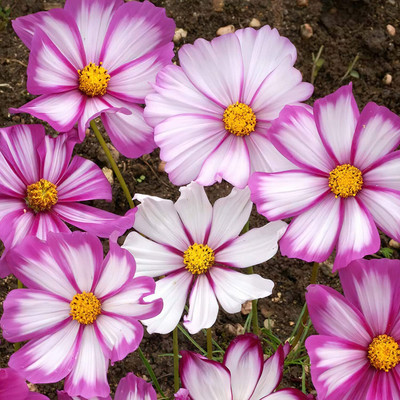 Aywal Cosmos Seed(40 per packet)