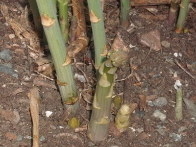 KNESSiN Mary Washington Asparagus Seed(100 per packet)
