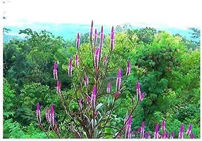VibeX PAU-62 - Celosia Argentea VAR Spicata - (180 Seeds) Seed(180 per packet)