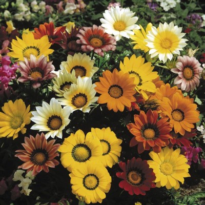 CYBEXIS Gazania Flower Plant Seeds For Planting (120 Seeds) Seed(120 per packet)