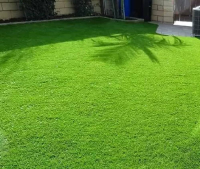 ibains Lawn grass seeds Seed(5200 per packet)