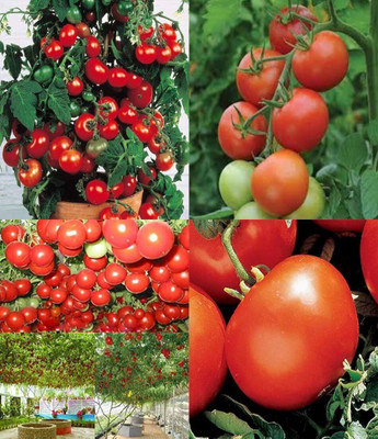 ibains Hybrid cherry tomato seeds bij 21 Seed(51 per packet)