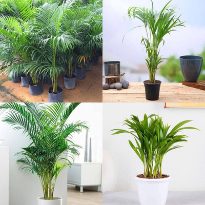 ibains Palm tree seeds biij 39 Seed(39 per packet)
