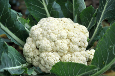 Rawmest white cauliflower,gobhee seeds Seed(13 per packet)