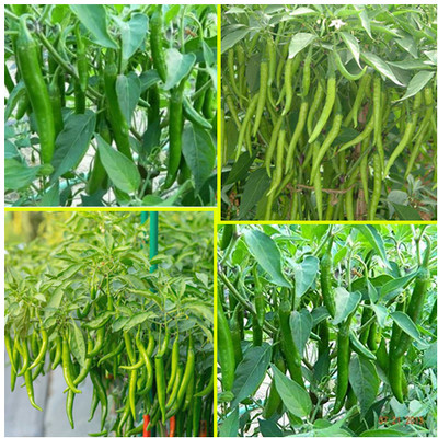SREE Hybrid chilli,Hybrid mirchi,bullet mirchi, Seed(180 per packet)