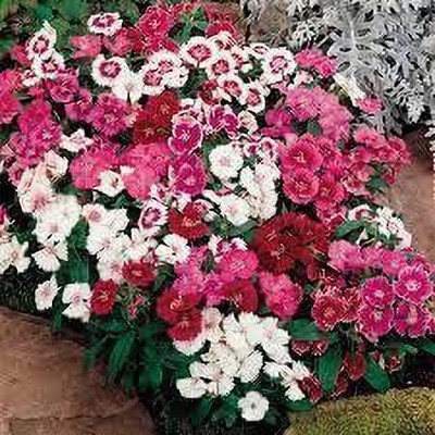 ACCELCROP Dianthus Carnation Chabaud Mix Flower Seed(100 per packet)