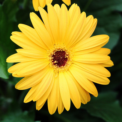 ibains Gerbera seeds Seed(21 per packet)