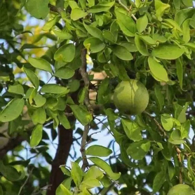 MAA Wood apple, Bel fruit, Kaitha, Katbel, Beal Fruit Seed(76 per packet)