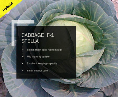 CYBEXIS CABBAGE F-1 STELLA SEEDS(1000 Seeds) Seed(1000 per packet)