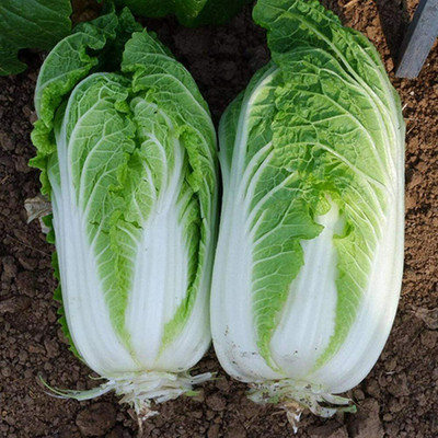 CYBEXIS F1 Hybrid Cabbage Seed2000 Seeds Seed(2000 per packet)